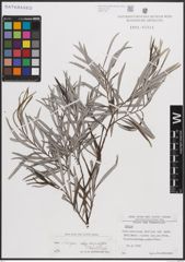 Foto von Salix eleagnos subsp. angustifolia (Cariot) Rech. f.